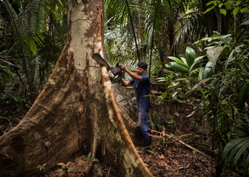 Man cutting down tree in rainforest